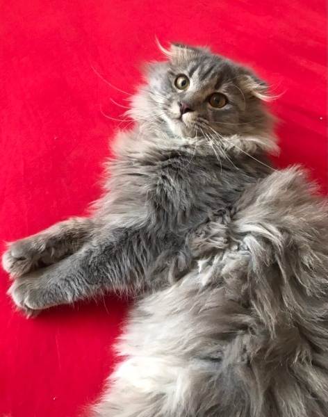 British Shorthair, Kedi  Mırmır fotoğrafı