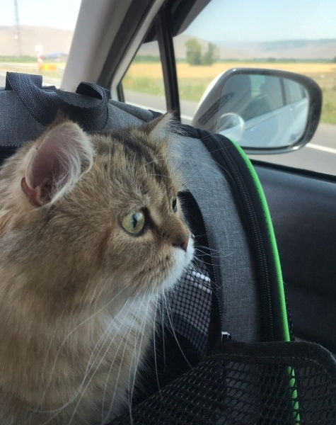 British Longhair, Kedi  Zıpzıp fotoğrafı