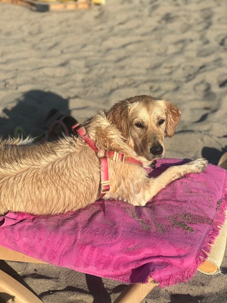 Golden Retriever, Köpek  Chlsea fotoğrafı