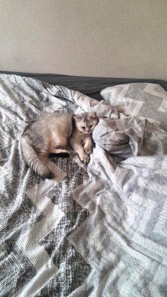 British Shorthair, Kedi  Boncuk ve ciro fotoğrafı