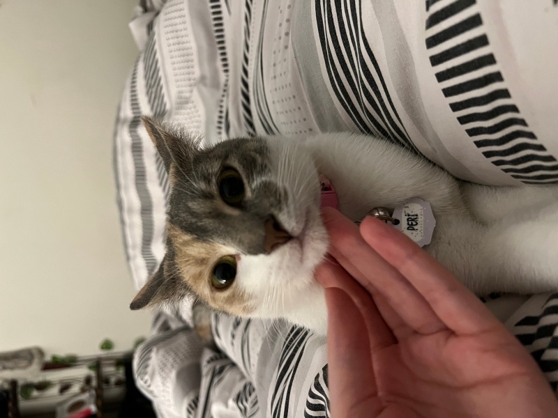 Tekir Kedi, Kedi  peri fotoğrafı