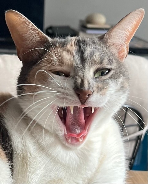 Tekir Kedi, Kedi  peri fotoğrafı