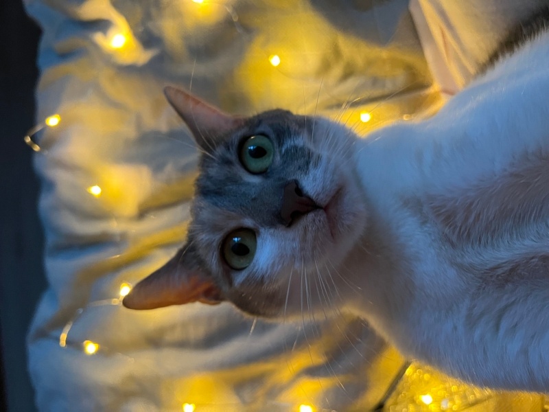 Tekir Kedi, Kedi  peri fotoğrafı