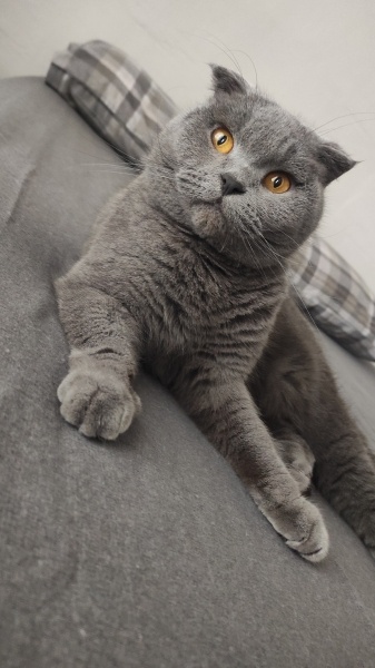 British Shorthair, Kedi  Mia fotoğrafı