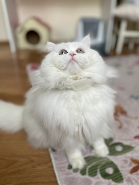 British Longhair, Kedi  Buz fotoğrafı