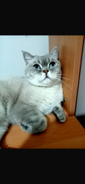 British Shorthair, Kedi  Pamuk fotoğrafı