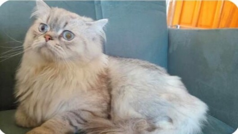 British Longhair, Kedi  Bulut fotoğrafı