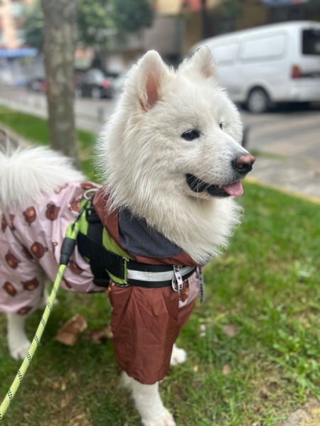 Samoyed, Köpek  Bulut fotoğrafı