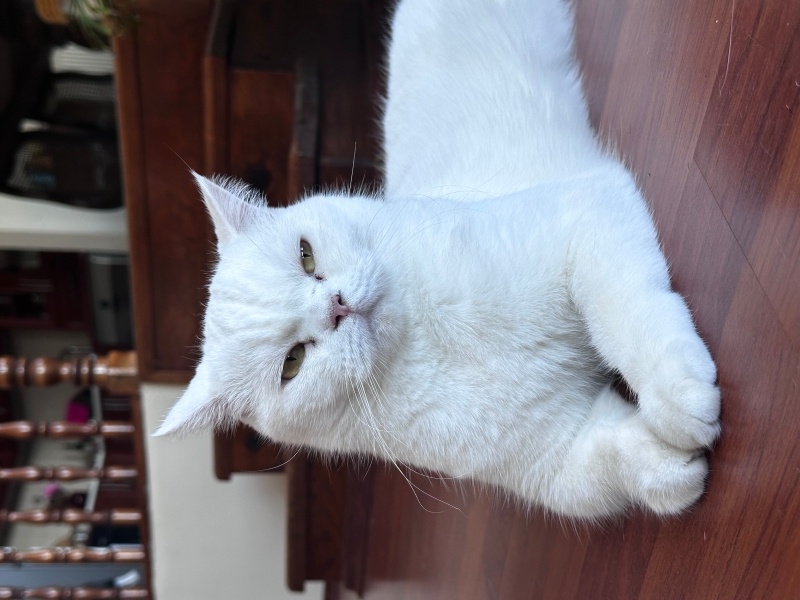 British Shorthair, Kedi  Mia fotoğrafı
