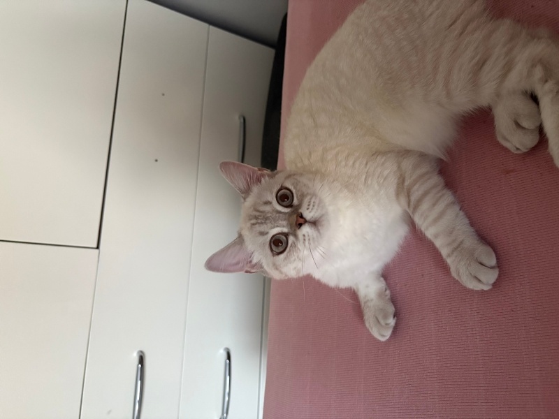 British Shorthair, Kedi  Pamuk fotoğrafı