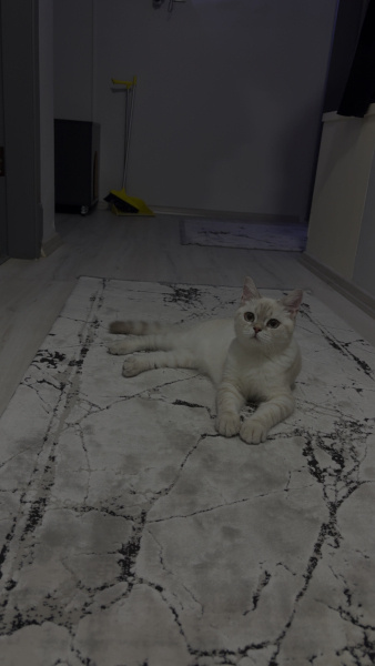 British Shorthair, Kedi  Pamuk fotoğrafı