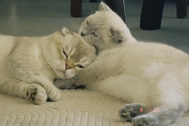 Scottish Fold, Kedi  Lina ve luna fotoğrafı