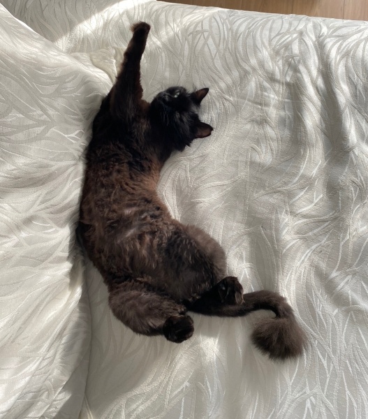 Tiffany/Chantilly, Kedi  Zeytin fotoğrafı