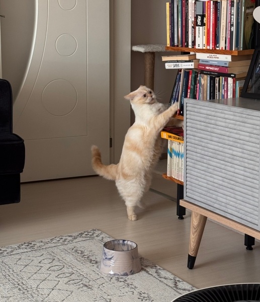 British Shorthair, Kedi  Kaju fotoğrafı
