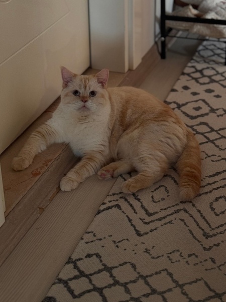 British Shorthair, Kedi  Kaju fotoğrafı