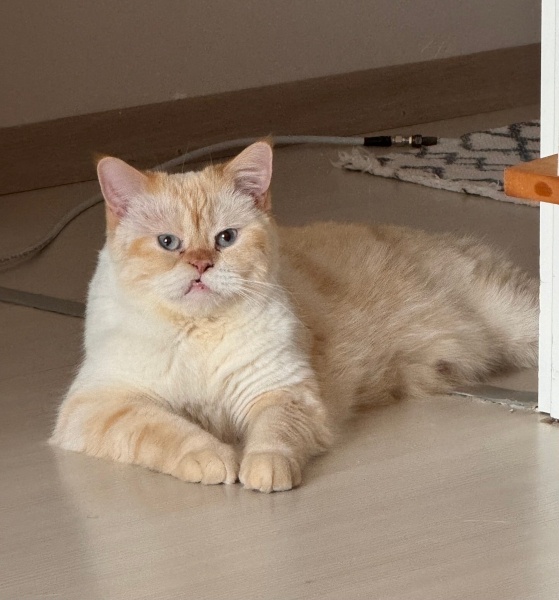 British Shorthair, Kedi  Kaju fotoğrafı