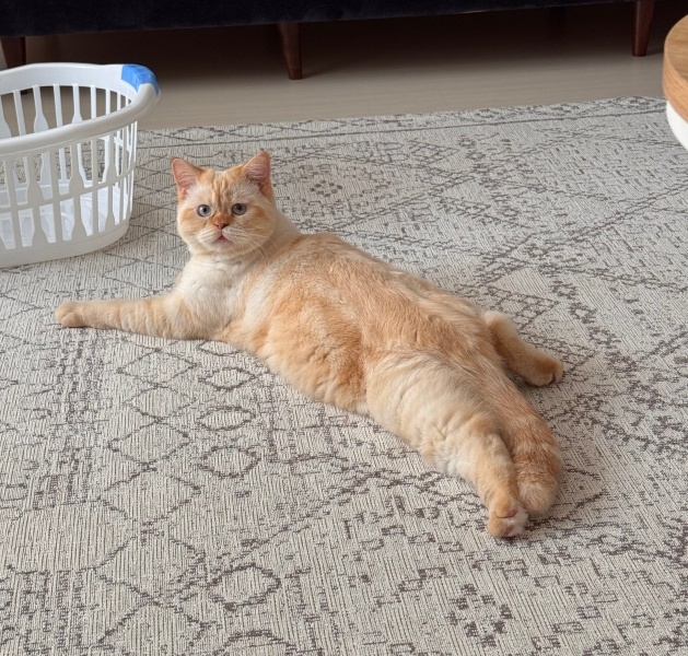 British Shorthair, Kedi  Kaju fotoğrafı