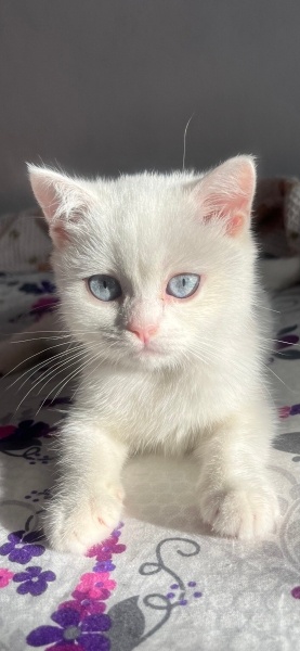 British Shorthair, Kedi  Miya fotoğrafı