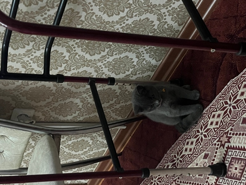 Scottish Fold, Kedi  Duman fotoğrafı