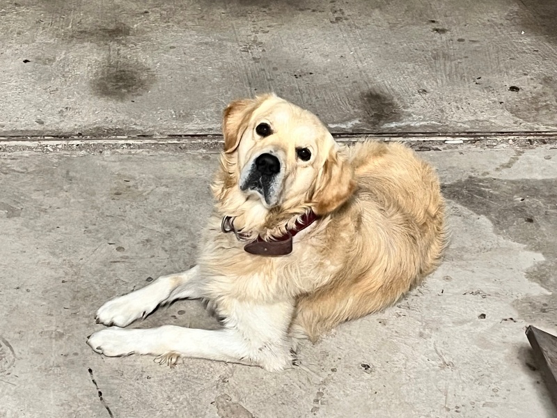 Golden Retriever, Köpek Çakır fotoğrafı