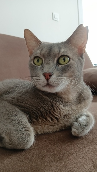 Korat, Kedi  Duman fotoğrafı