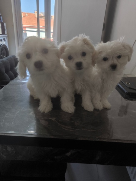 Maltese, Köpek Pamuk un yavrulari fotoğrafı