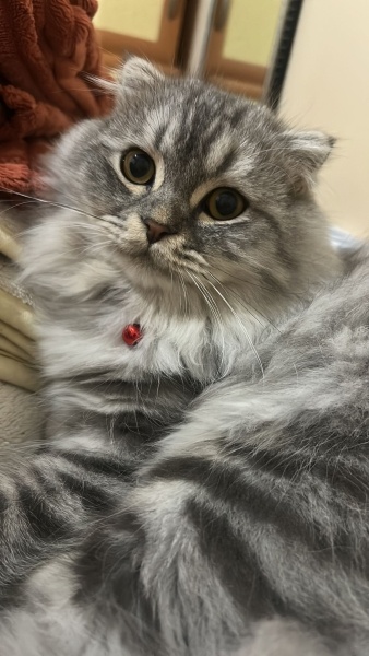 Scottish Fold, Kedi  BALIM fotoğrafı