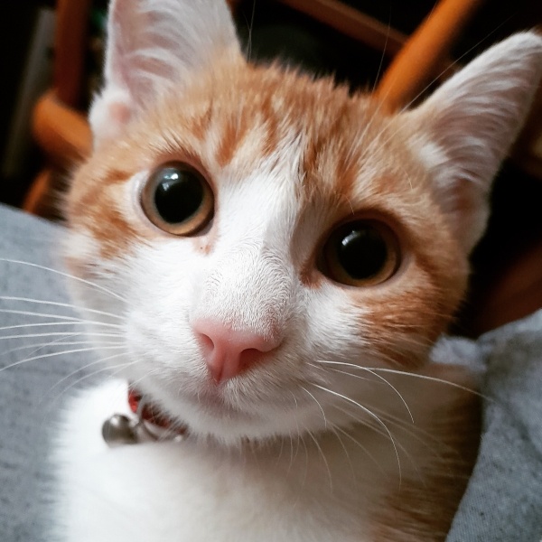 Tekir Kedi, Kedi  Kamile fotoğrafı