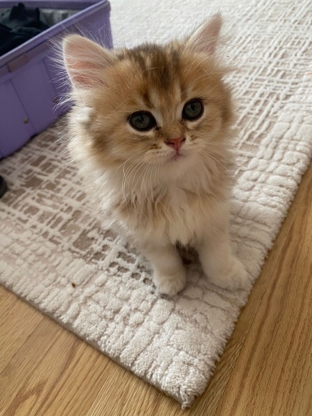 British Shorthair, Kedi  İncir fotoğrafı