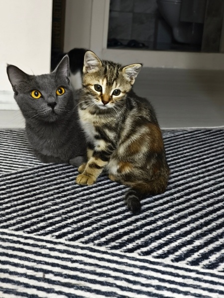 Tekir Kedi, Kedi  Sofya fotoğrafı