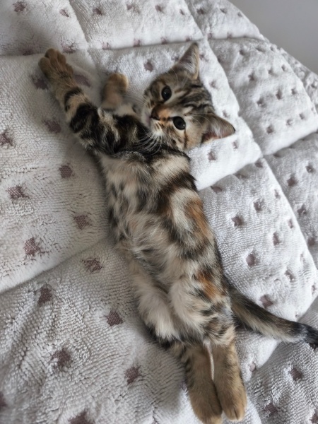 Tekir Kedi, Kedi  Sofya fotoğrafı