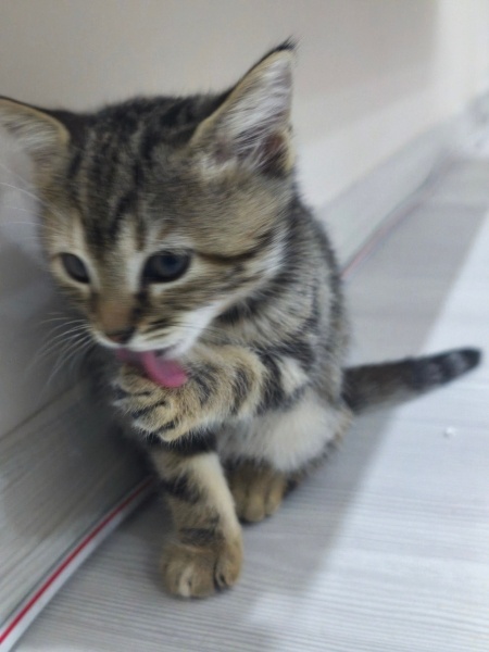 Tekir Kedi, Kedi  Sofya fotoğrafı