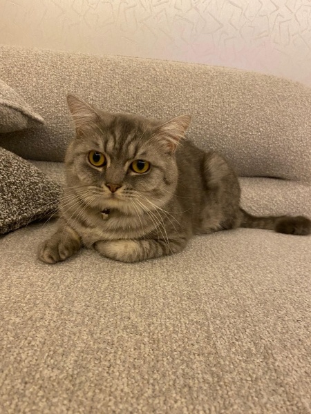 British Shorthair, Kedi  Gümüş fotoğrafı