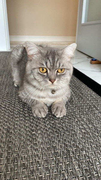 British Shorthair, Kedi  Gümüş fotoğrafı