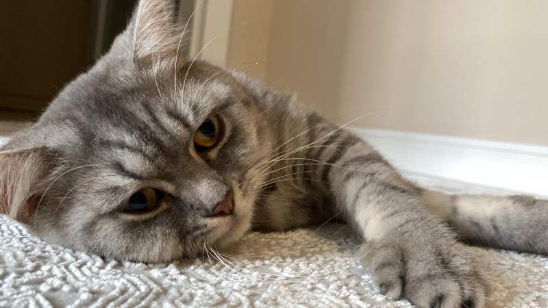 British Shorthair, Kedi  Gümüş fotoğrafı