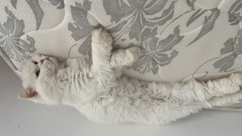 British Longhair, Kedi  Bulut fotoğrafı