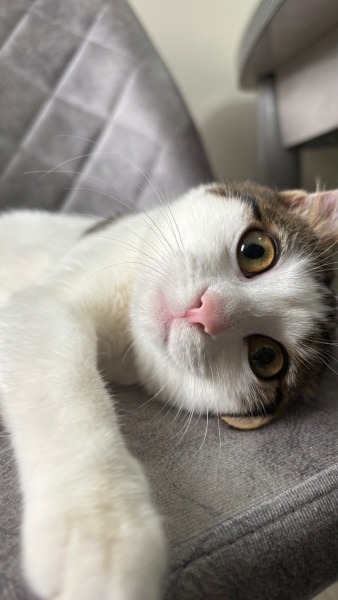 Tekir Kedi, Kedi  Balkız fotoğrafı