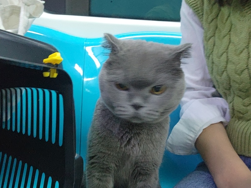 Scottish Fold, Kedi  Paşa fotoğrafı