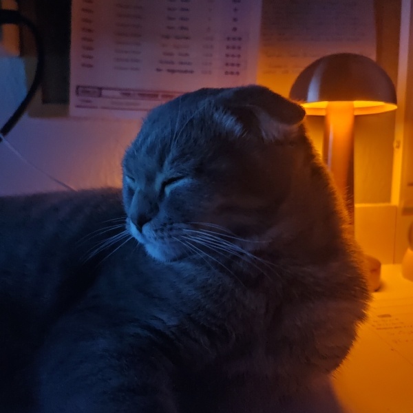 Scottish Fold, Kedi  Minik fotoğrafı