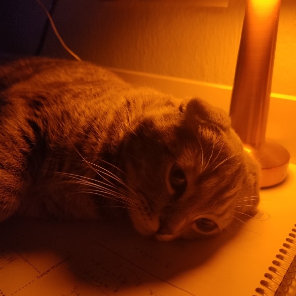 Scottish Fold, Kedi  Minik fotoğrafı