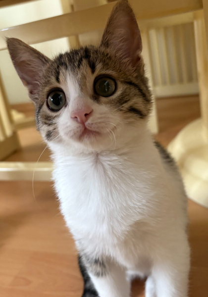 Tekir Kedi, Kedi  BIDIK fotoğrafı
