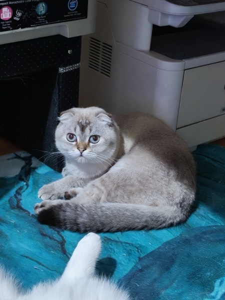 Scottish Fold, Kedi  Fıstık fotoğrafı