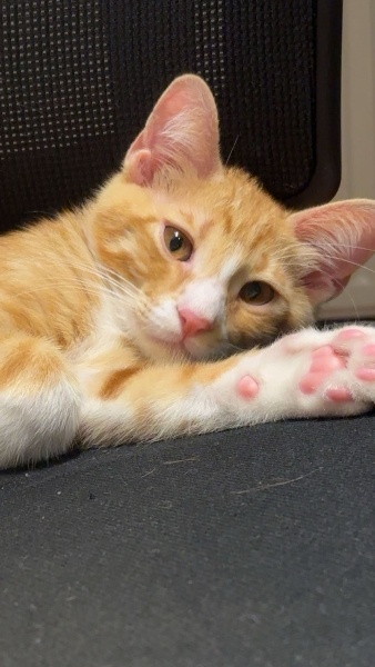 Sarman, Kedi  Mango fotoğrafı