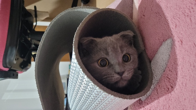Scottish Fold, Kedi  Hera fotoğrafı
