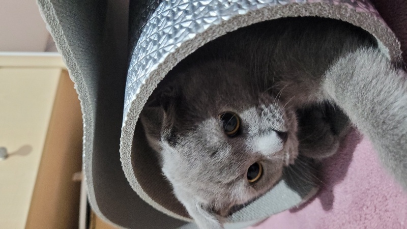Scottish Fold, Kedi  Hera fotoğrafı