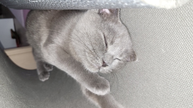 Scottish Fold, Kedi  Hera fotoğrafı