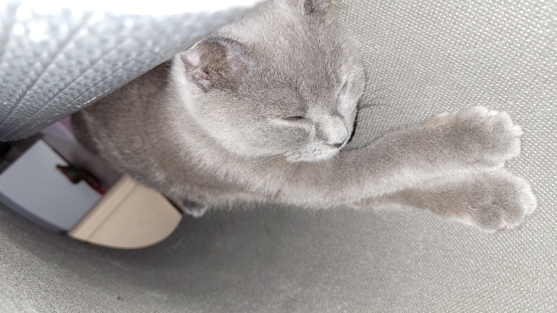 Scottish Fold, Kedi  Hera fotoğrafı
