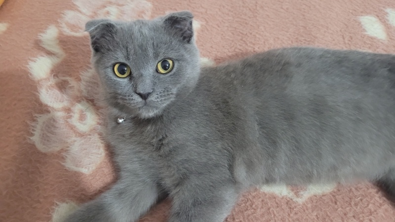 Scottish Fold, Kedi  Hera fotoğrafı