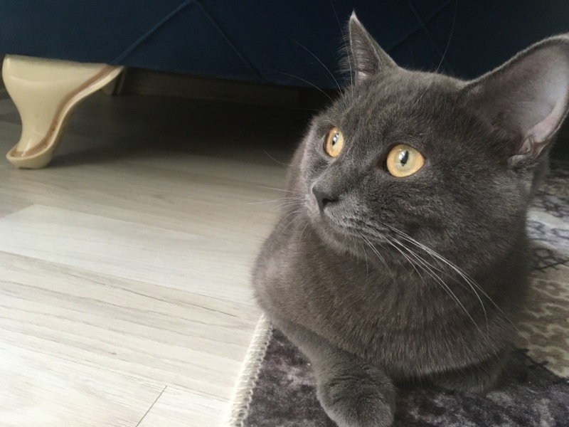 British Shorthair, Kedi  Badem fotoğrafı