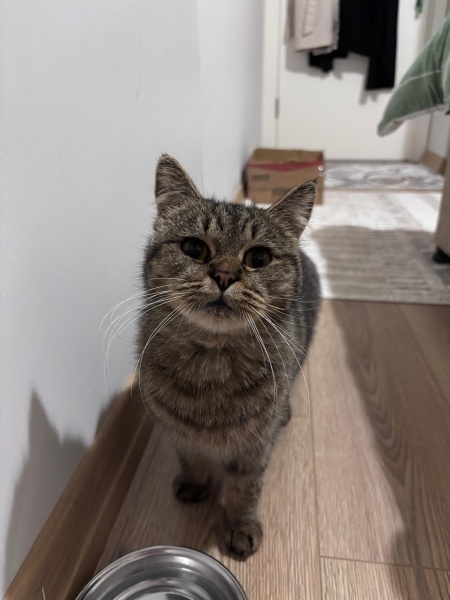 British Shorthair, Kedi  Katmer fotoğrafı